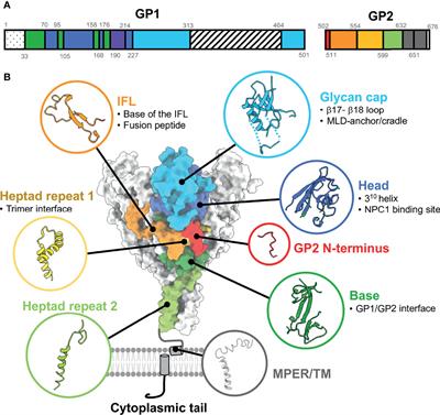 Structural Biology Illuminates Molecular Determinants of Broad Ebolavirus Neutralization by Human Antibodies for Pan-Ebolavirus Therapeutic Development